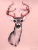 deer_in_the_headlights