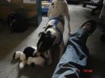 <img150*0:stuff/dog%20and%20cow.jpg>
