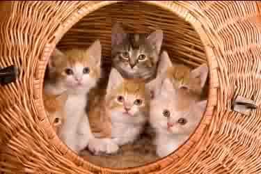 <img0*250:stuff/kittahs.jpg>