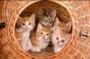 kittahs