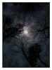moonandtrees