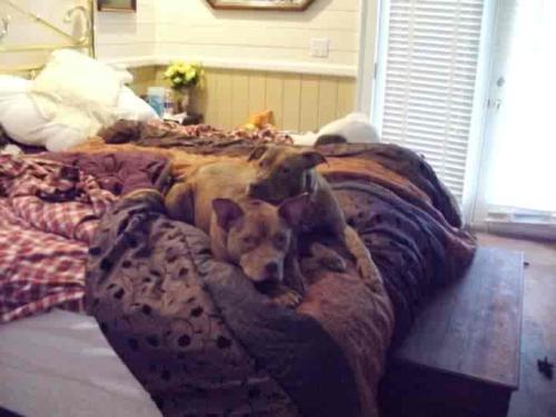 <img500*375:stuff/now_try_and_get_in_my_bed.jpg>