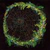 spider_spring