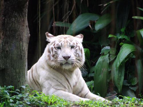 <img500*375:stuff/the_old_tiger.jpg>