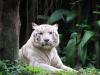 the_old_tiger