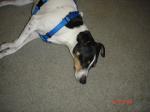 <img150*0:stuff/tired%20puppy.jpg>