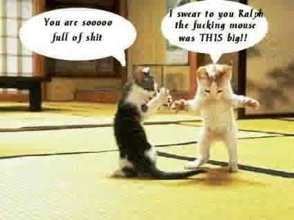 <img0*319:stuff/two_pussies_talking.jpg>