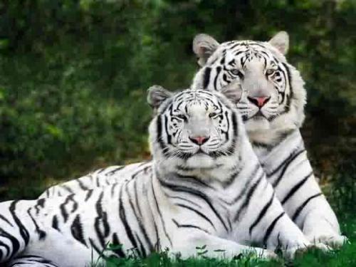 <img500*375:stuff/white_tigers_fucking_rock.jpg>