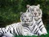 white_tigers_fucking_rock