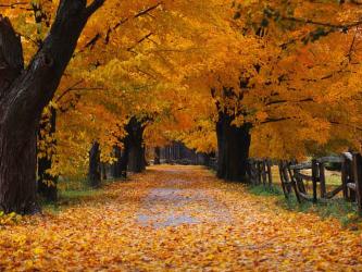 <img0*250:stuff/z/8282/Windows%2520XP%2520Wallpaper/Autumn.jpg>