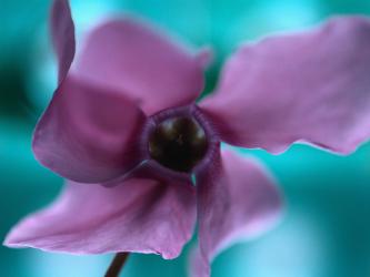 <img0*250:stuff/z/8282/Windows%2520XP%2520Wallpaper/Purple%20flower.jpg>