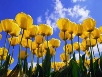<img0*250:stuff/z/8282/Windows%2520XP%2520Wallpaper/Tulips.jpg>